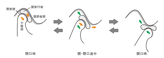 顎関節・関節円板の動き