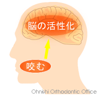 咬む→脳の活性化