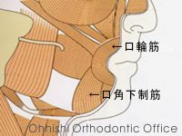 口輪筋と口角下制筋