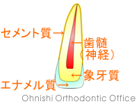 歯の構造