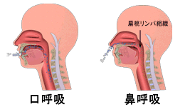 口呼吸と鼻呼吸