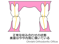 正常な咬み合わせの状態