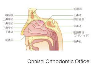鼻腔（側面）