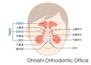 鼻腔（正面）