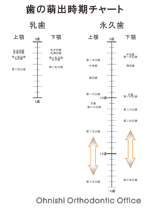 歯の萌出時期チャート